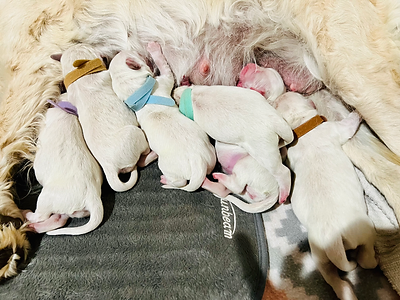 Golden Mini Puppies Feeding