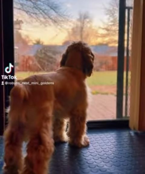 dog watching squirrel