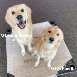 Mini Goldens with or without Poodle