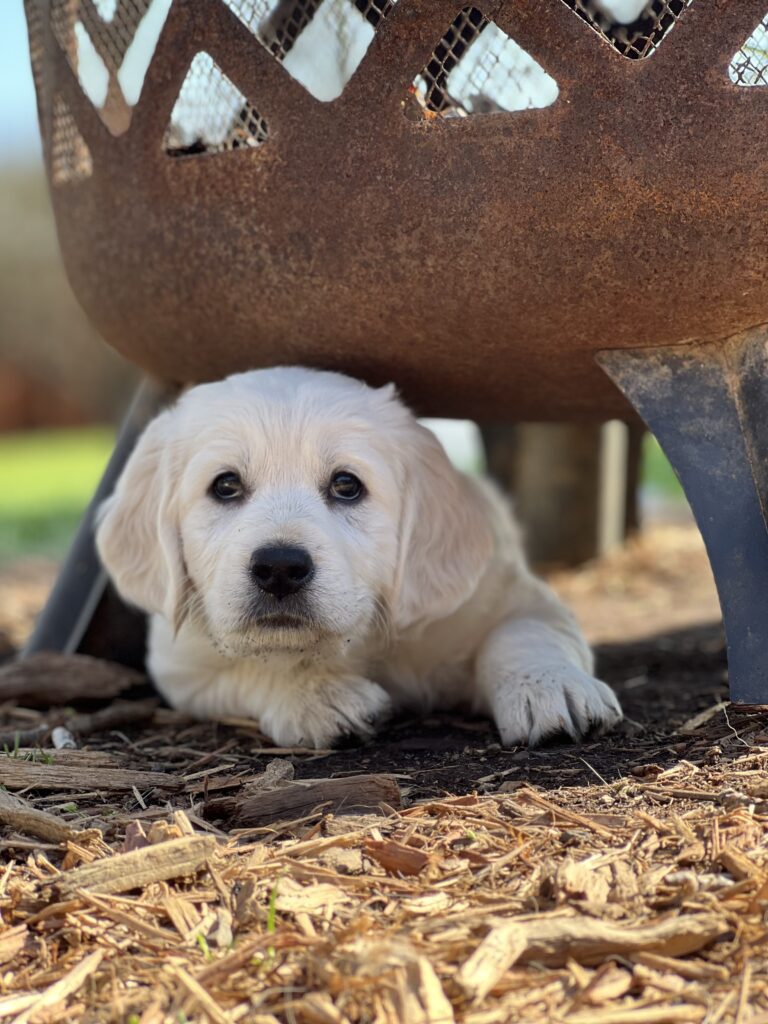 Cute Miniature golden retriever puppy sitting outside under a fire pit