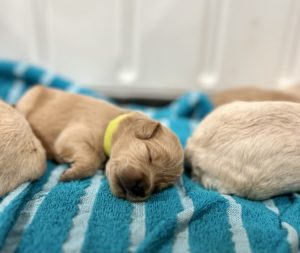 The Paws Across America Litter Have Arrived