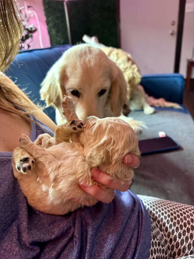 One of Ari’s gorgeous miniature golden retriever puppies out of her Spring Has Sprung Litter being snuggled and loved on at Robyn’s Nest Mini Goldens
