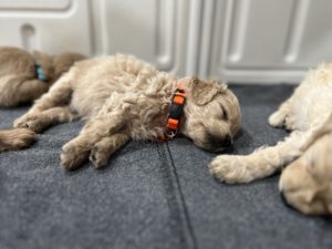 Tennessee is a miniature golden retriever puppy out of our Paws Across America Litter. He has the orange collar and is snoozing.