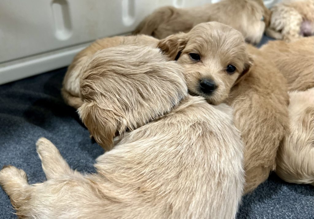 Puppy pile cuteness from our Paws Across America Litter