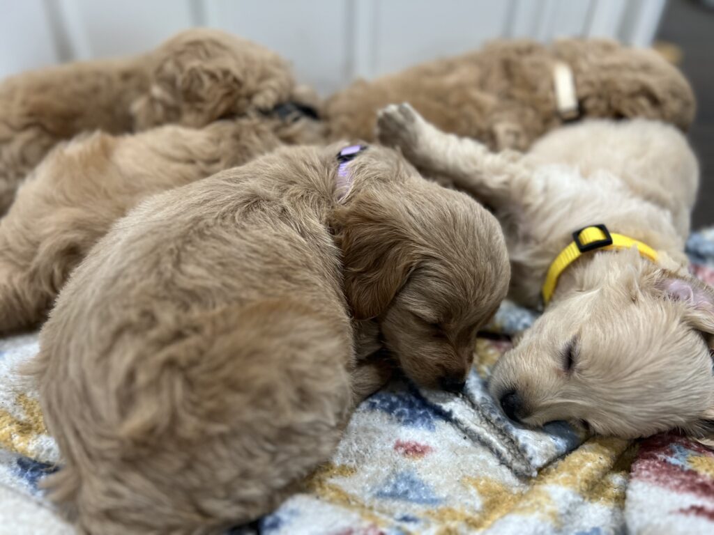 Miniature Golden Retriever Puppies From Robyn’s Nest Mini Goldens