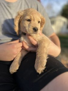 Meet Bud who is from Robyn’s Nest Mini Goldens and is a sweet miniature golden retriever puppy from our Spring Has Sprung Litter