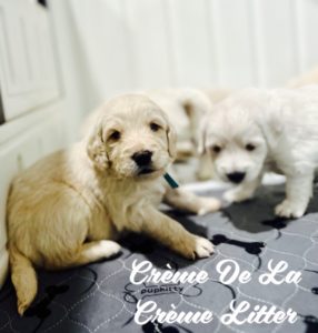 Some of the puppies out of the Creme De La Creme Litter from Robyn’s Nest Mini Goldens.