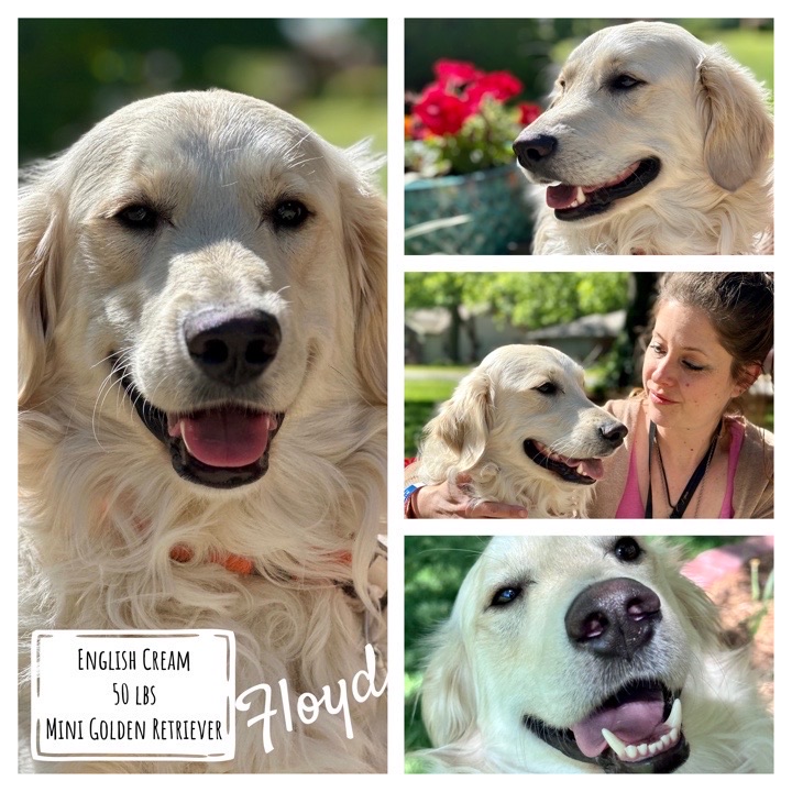 Floyd of Robyn’s Nest Mini Goldens is 46 lbs full grown with a lush Light Golden coat