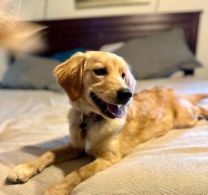 Scout has a beautiful golden coat and is a dame for Robyn’s Nest Mini Goldens. She is super cute as she spirals out on the bed.