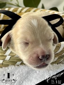 The Professor is a cream colored mini golden puppy that has a black bow and is set in a woven basket. One week old and eyes are not open yet but cute as can be.