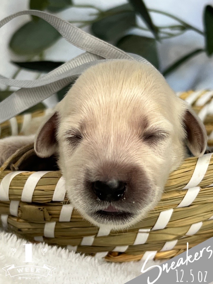 Sneakers is a cream colored mini golden puppy that has a Gray bow and is set in a woven basket. One week old and eyes are not open yet but cute as can be. He is 12.5 oz.