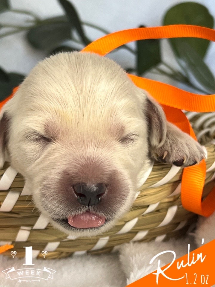 Rulin' is a cream colored mini golden puppy that has an orange bow and is set in a woven basket. One week old and eyes are not open yet but cute as can be. He is 1.2 lbs.