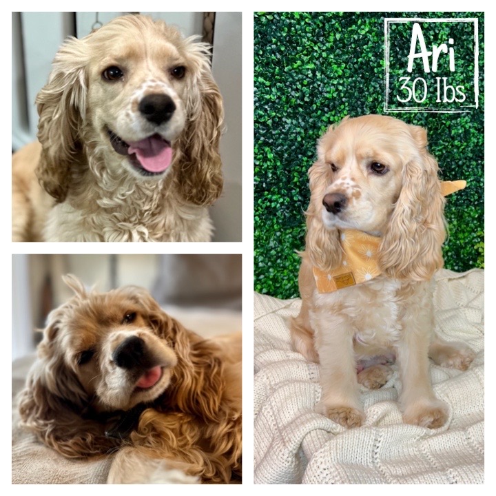 Ari is 100% cocker spaniel from Robyn’s Nest Mini Goldens. She has a buff colored coat with the cutest freckles on her nose. She is sitting in front of boxwood foliage and in a yellow bandana along side to other close ups of her face in a collage. It says Ari 30 lbs.