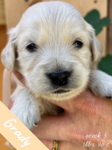 Grady is an adorable three week old miniature golden retriever from Robyn’s Nest Out of the Back To School Litter. He wears a beige bow and has a cream coat.