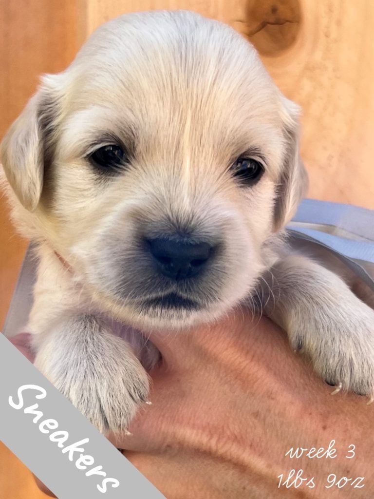 Sneakers is an adorable three week old miniature golden retriever from Robyn’s Nest Out of the Back To School Litter. He wears a gray bow and has a cream coat.