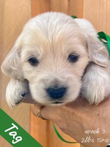 Tag is an adorable three week old miniature golden retriever from Robyn’s Nest Out of the Back To School Litter. He wears a green bow and has a cream coat.