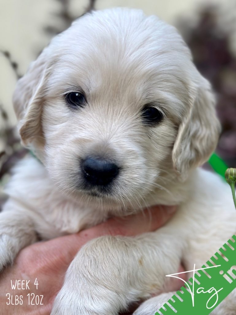 Beautiful cream golden Miniature Golden Retriever puppy from Robyn’s Nest Mini Goldens. Says four weeks old and three pounds twelve ounces. He is wearing a green bow and in front on some pretty foliage.