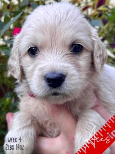 Beautiful Cream Miniature Golden Retriever puppies from Robyn’s Nest Mini Goldens. Says four weeks old and two pounds fourteen ounces. He is wearing a red bow and in front on some pretty foliage.