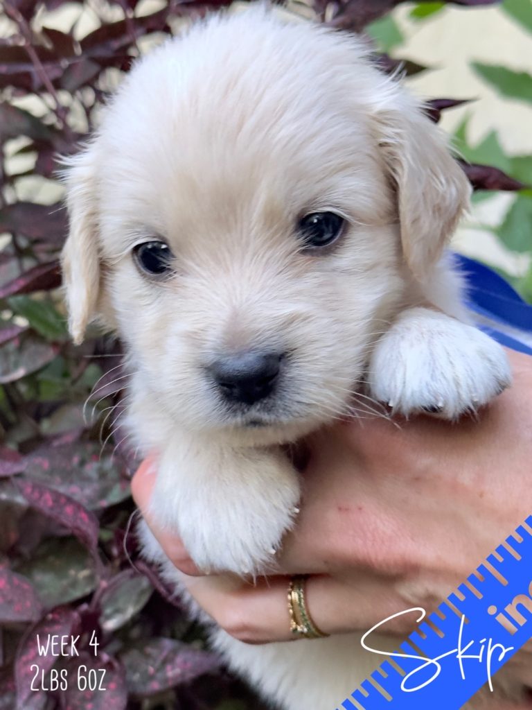 Beautiful Cream Miniature Golden Retriever puppies from Robyn’s Nest Mini Goldens. Says four weeks old and two pounds six ounces. He is wearing a blue bow and in front on some pretty foliage.
