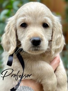 Professor is a gorgeous Miniature Golden Retriever that is available from Robyn's Nest Mini Goldens