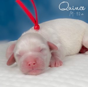 Quince is a newborn English cream miniature golden retriever puppy on a white pillow with a red bow. His name is in white cursive and it says he is 9.2 oz
