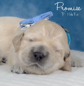 Promise is a beautiful 50/50 F1 Golden Cocker Retriever puppy that is two weeks old. She is laying on a white pillow with a blue bow and her name in white cursive with a F for female and her weight of 1 lbs 8 oz