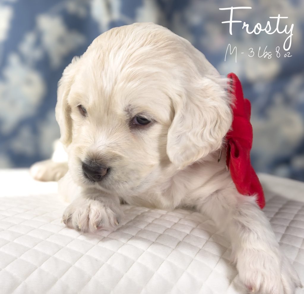 Light golden miniature golden retriever sitting on a white pillow with blue and white floral design behind. His name is Frosty in cursive and says he is male and 3lbs 8oz. He adorns a red bow while he smolders with his cute side eye.