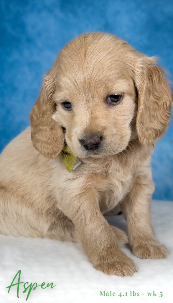 Beautiful golden miniature golden retriever puppy from Robyn’s Nest Mini Goldens staring into the camera with those sweet little eyes. Green bow and name Aspen with weight 4.1 lbs