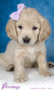 Beautiful light golden miniature golden retriever puppy from Robyn’s Nest Mini Goldens staring into the camera with those sweet little eyes. Purple bow and name Primrose with weight 4.3 lbs