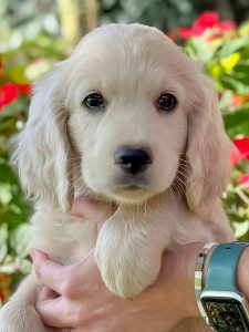Cute miniature golden retriever puppy from Robyn’s Nest Mini Goldens