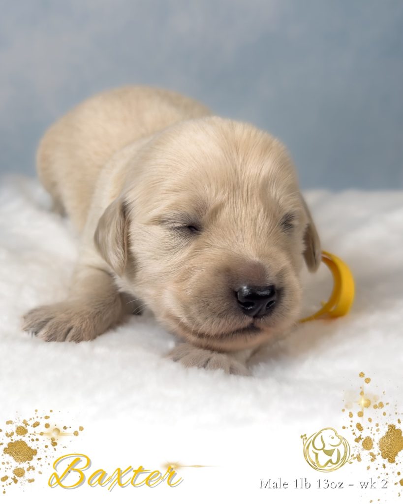 Two Week Old Miniature Golden Retriever Puppy From Robyn’s Nest Mini Goldens