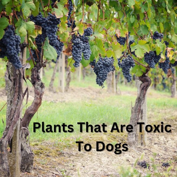 Keeping Your Mini Golden Safe A Guide to Toxic and NonToxic Plants