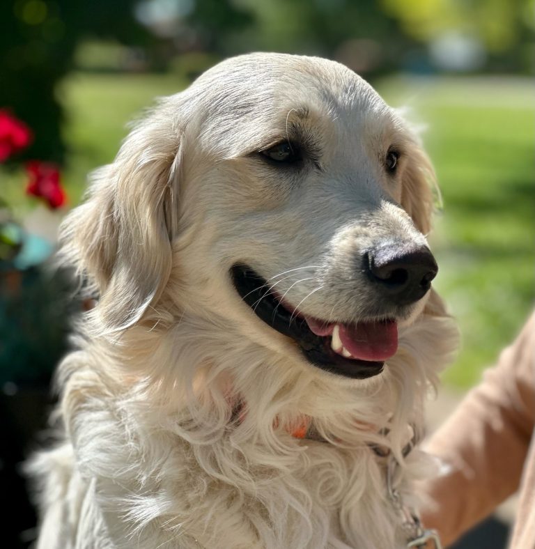 Light Golden Adult Multi Generational Miniature Golden Retriever From Robyn’s Nest