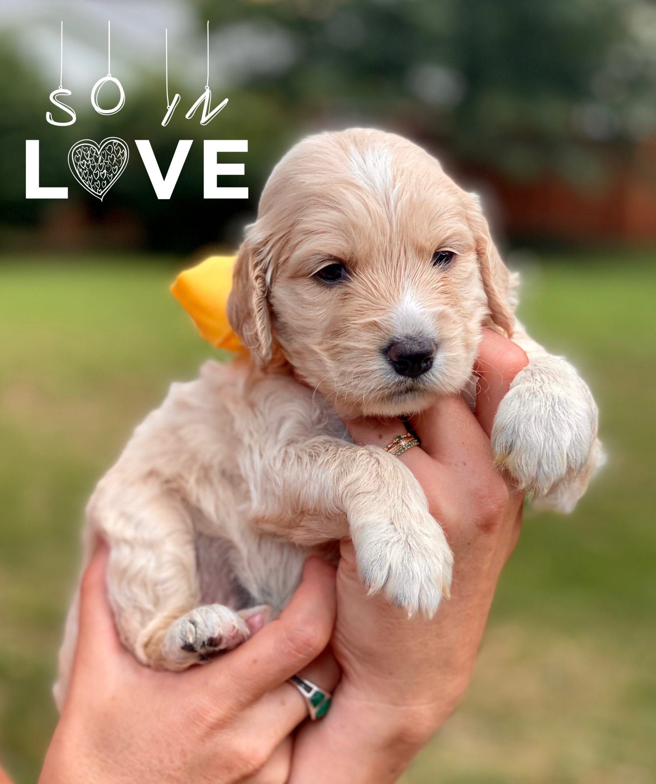 Miniature golden retriever Puppy