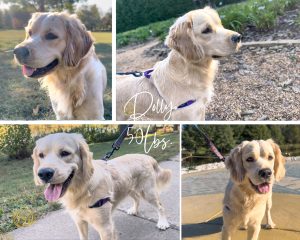 Light Golden 50/50 Golden Cocker Retriever Dolly from Robyn’s Nest Mini Goldens.
