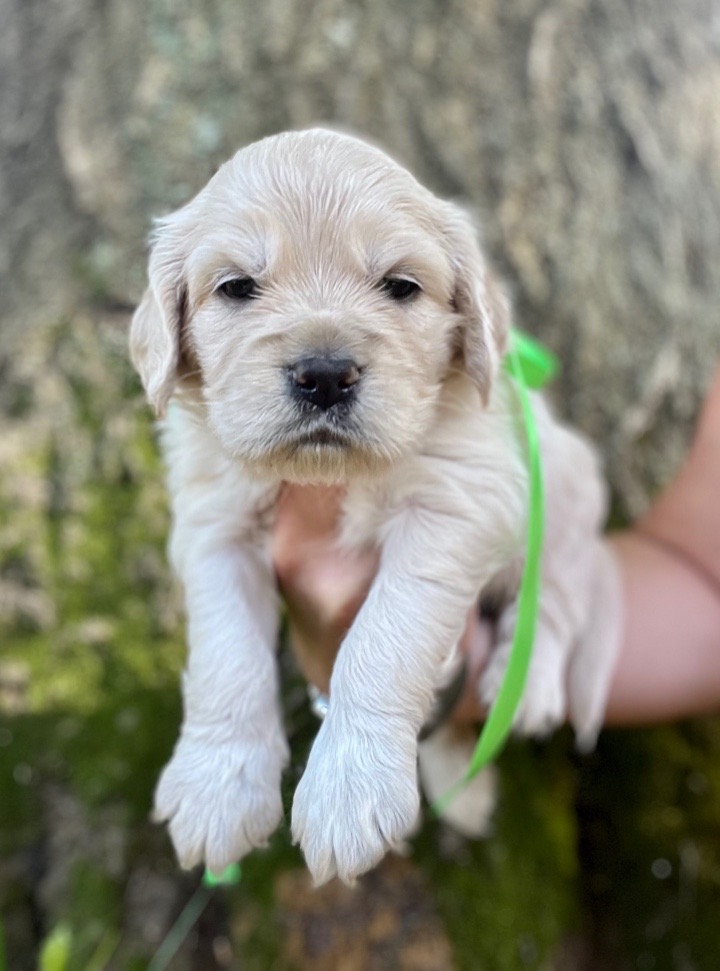 Wren the Mini Golden puppy
