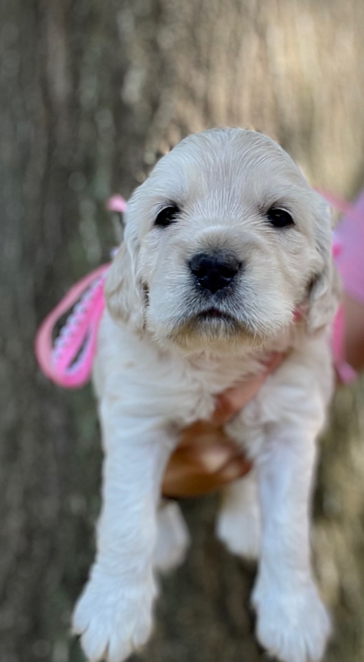 Robin the Mini Golden puppy