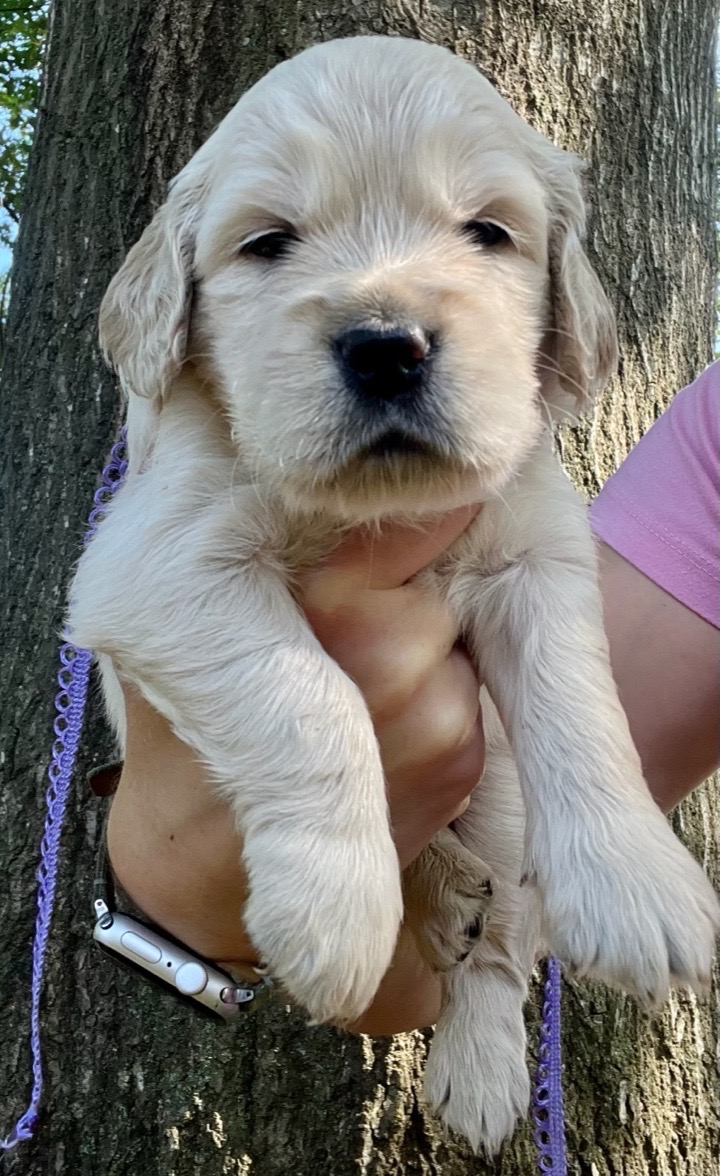 Raven the Mini Golden puppy