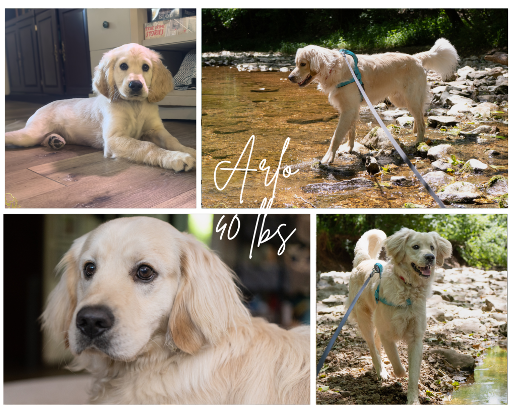 Full Grown English Cream Miniature Golden retriever, Arlo, who is a sire for Robyn’s Nest Mini Goldens