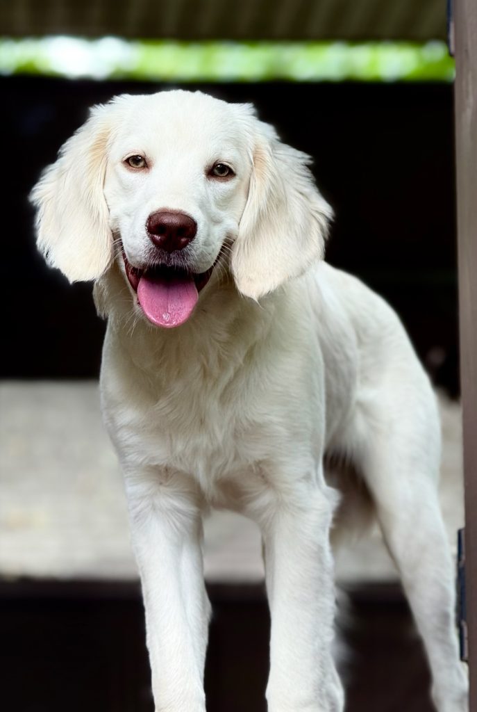 English Cream Adult Miniature Golden Retriever that is a sire for Robyn’s Nest Mini Goldens