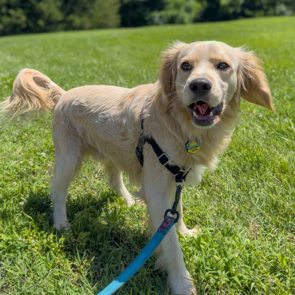 Light Golden Adult Miniature Golden Retriever that is a sire for Robyn’s Nest Mini Goldens
