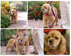 Pure Bred Cocker Spaniel JJ from Robyn’s Nest Mini Goldens