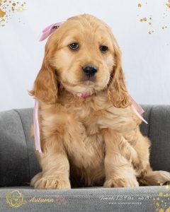 Mini Golden Puppy out of Star and JJ’s Four Seasons Litter from Robyn’s Nest Mini Goldens